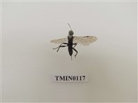 藏品(寄生蜂)的圖片